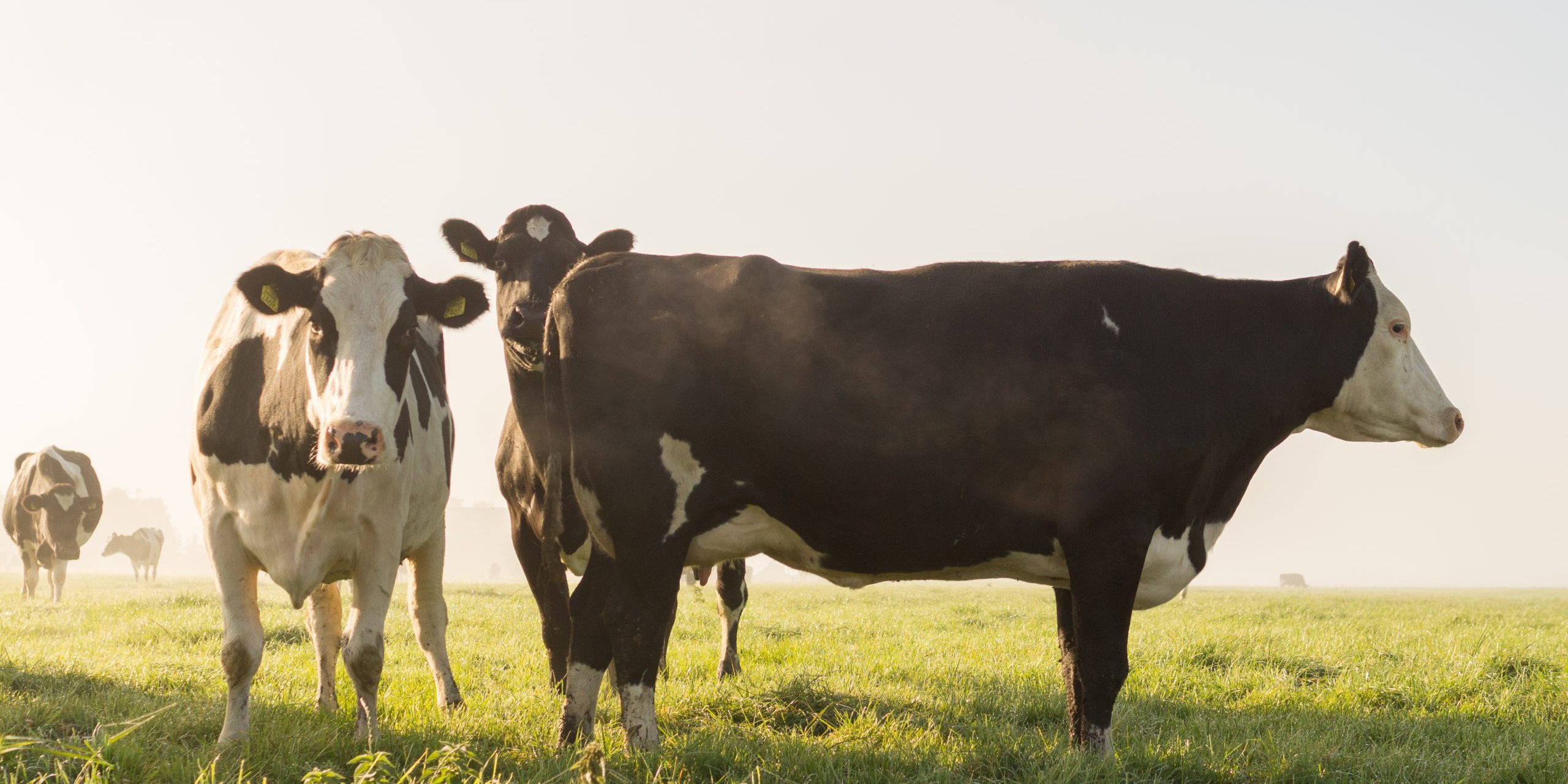 Canva – Cow’s on Grass Field Under White Sky